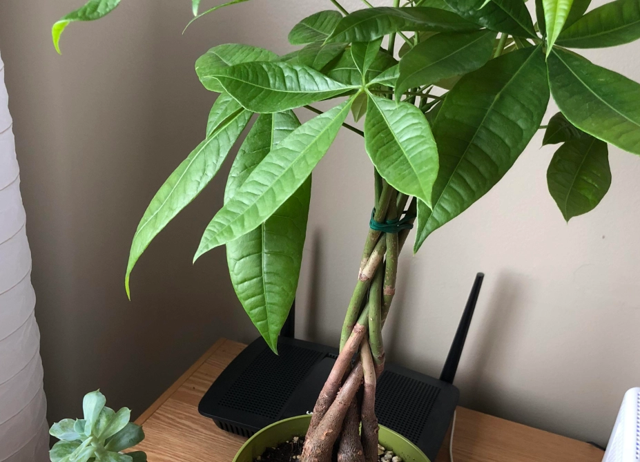 發財樹長太高怎麼辦