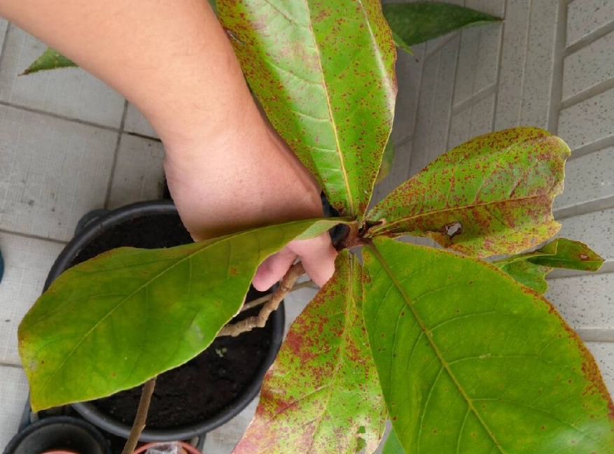 大葉欖仁修剪時間 大葉欖仁修剪時間