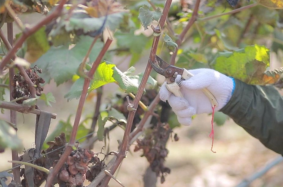 葡萄樹修剪季節
