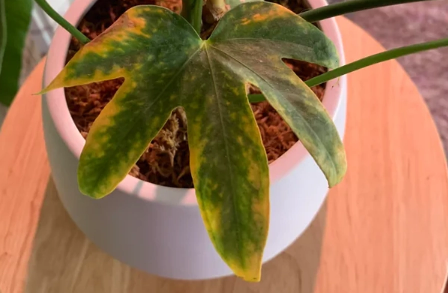 植物葉尖變黃怎麼辦