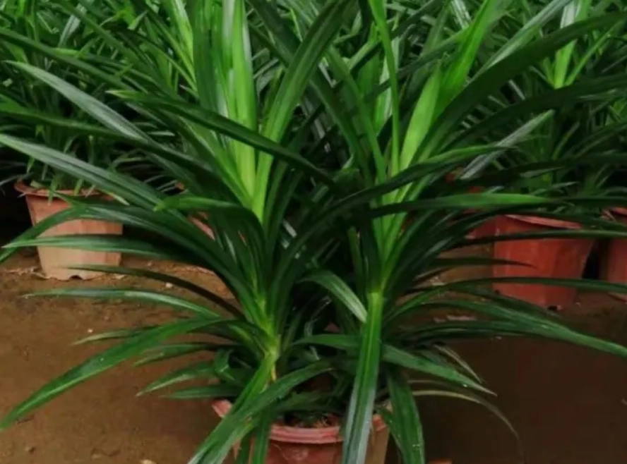 香兰叶 是主根还是须根