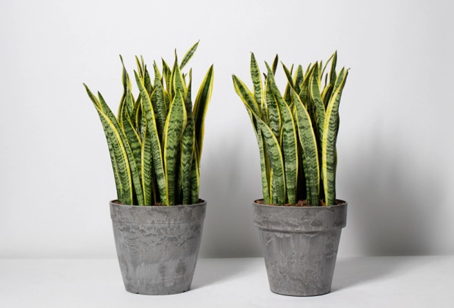 室內植物推薦 新手