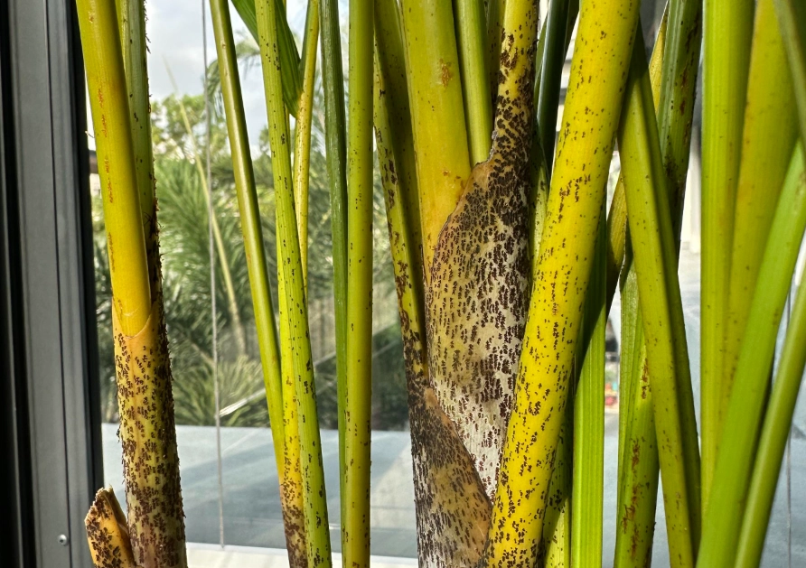 黃椰子葉子黑點