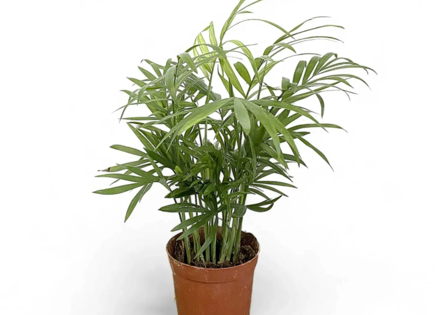 袖珍椰子 可以長多高