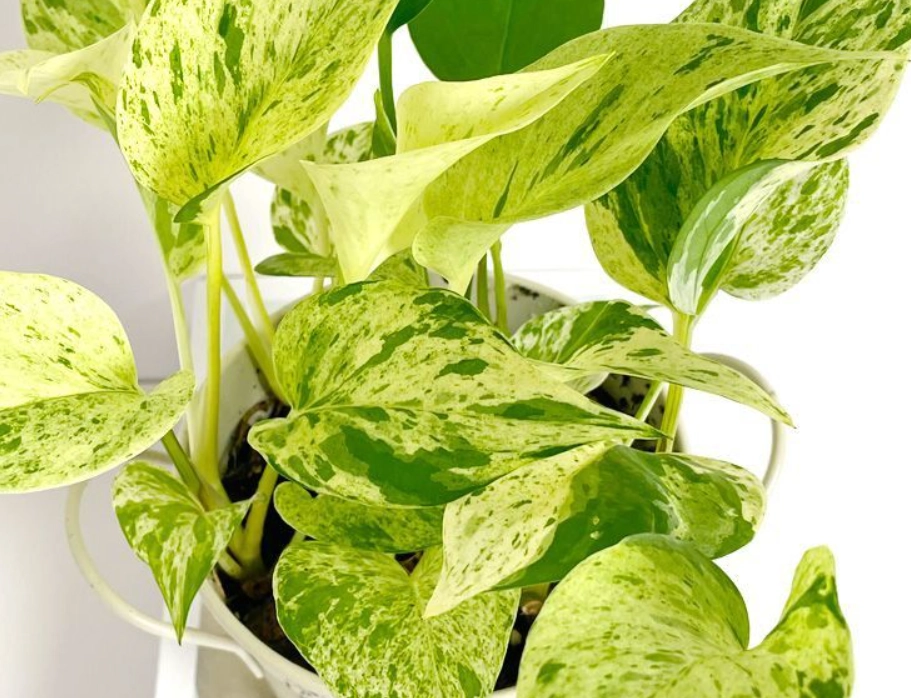 大理石皇后黃金葛繁殖