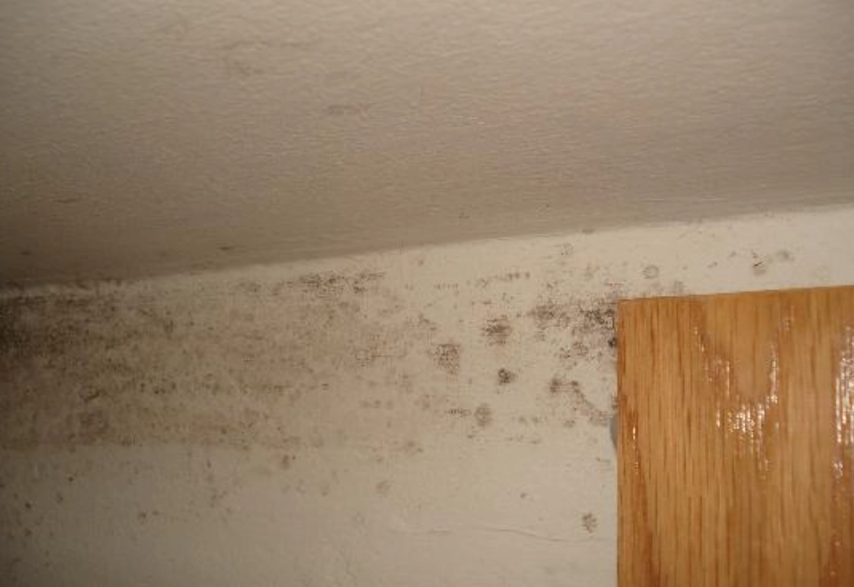 天花板發霉處理