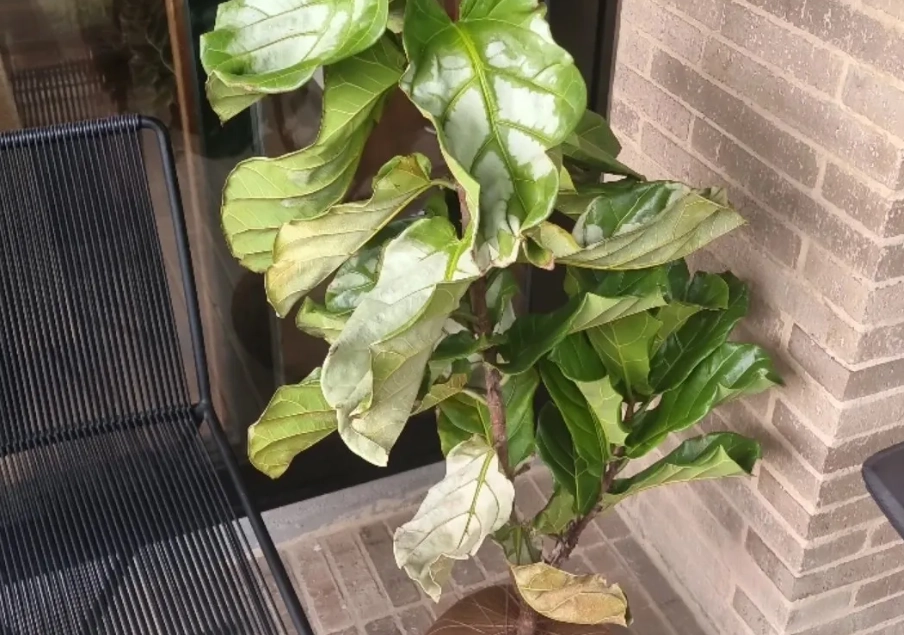 琴葉榕澆水方法