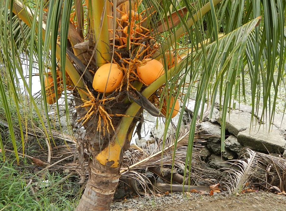 椰子樹矮化方法