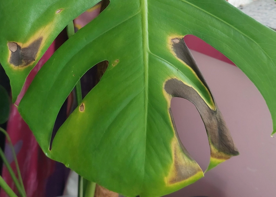 龜背芋 葉子焦黃