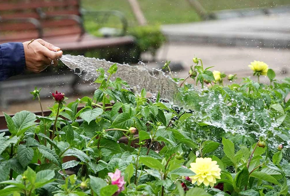 自來水澆花壞處 自來水澆花壞處