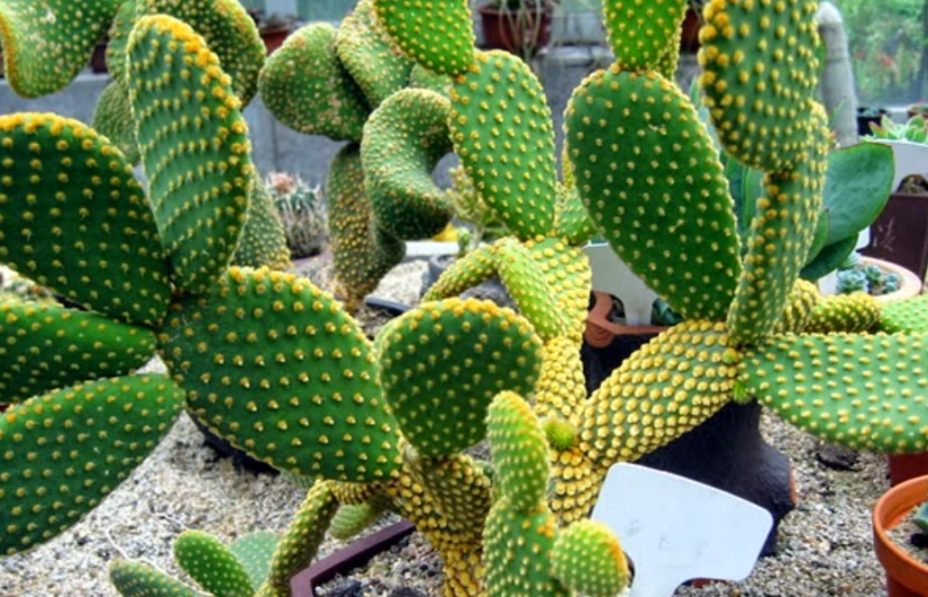 仙人掌萃取物用法