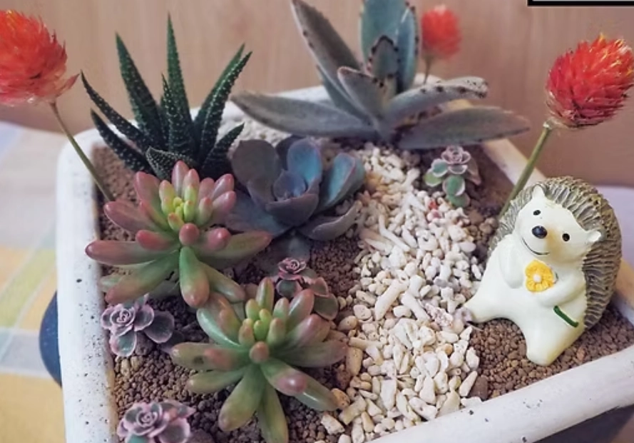 多肉植物補光燈