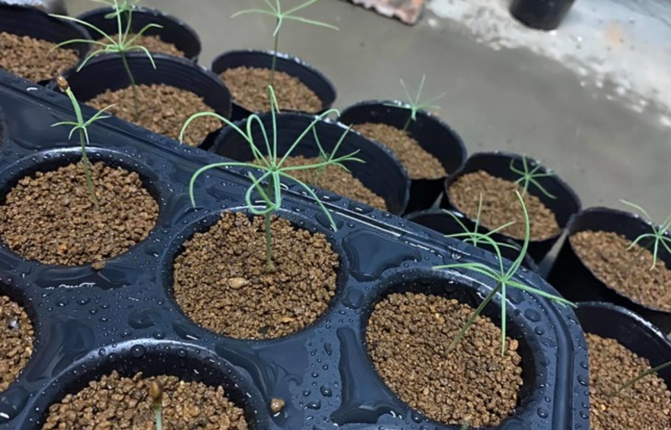 黑松種子發芽時間