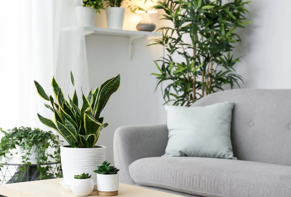 室內植物推薦 新手