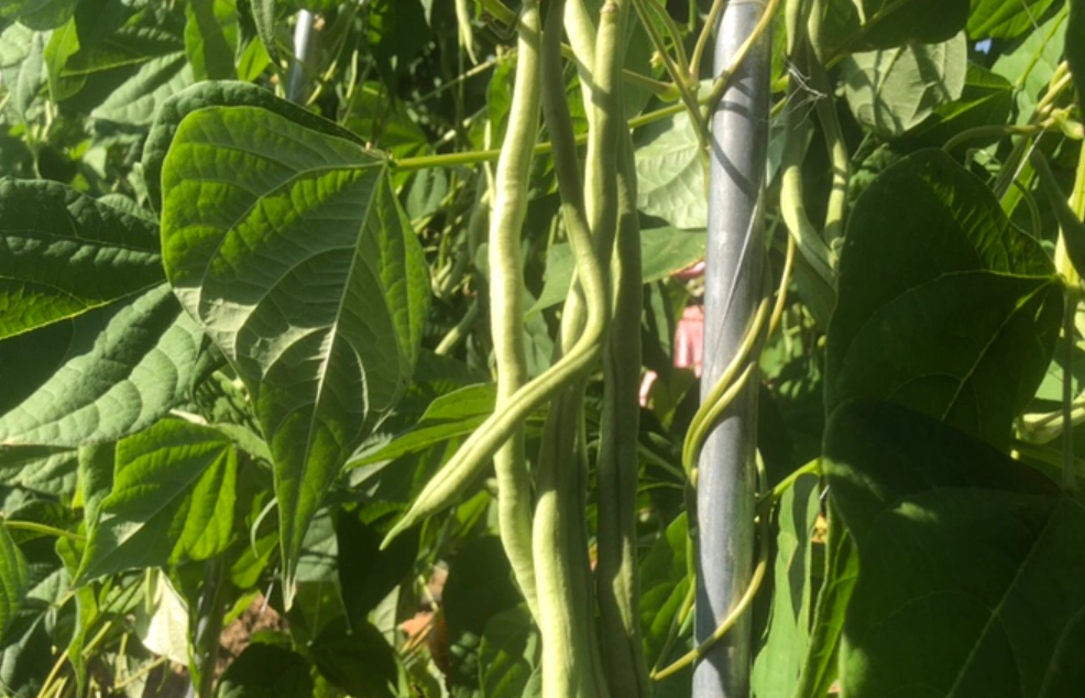 四季豆種植季節