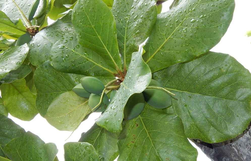 大葉欖仁修剪方法 大葉欖仁修剪方法