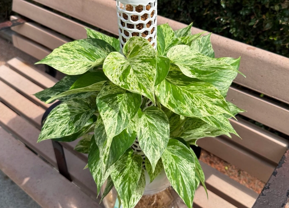 大理石皇后黃金葛水耕