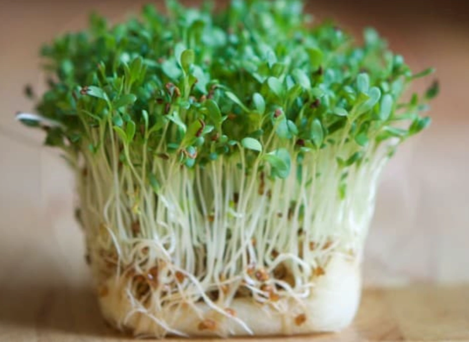 奇亞籽芽營養價值