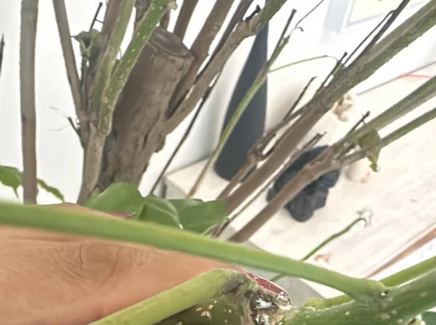 琴葉榕掉葉原因