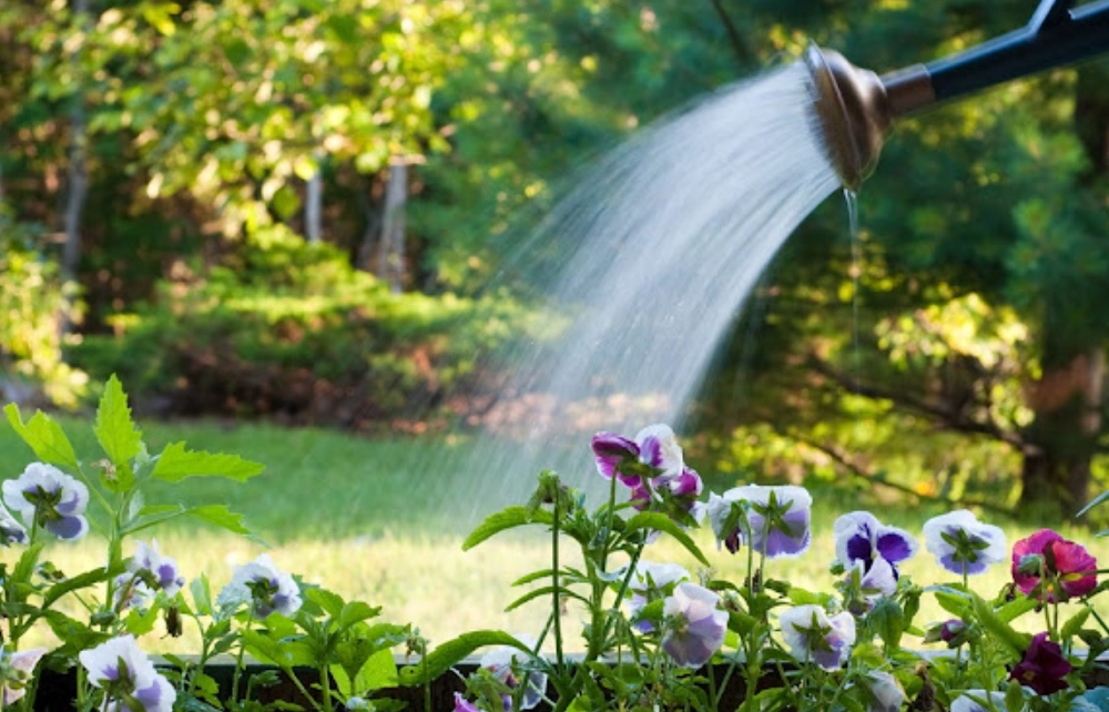 自來水澆花 自來水澆花