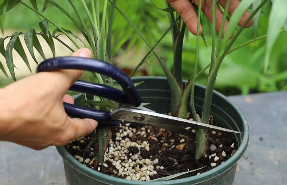 黄椰子修剪方法