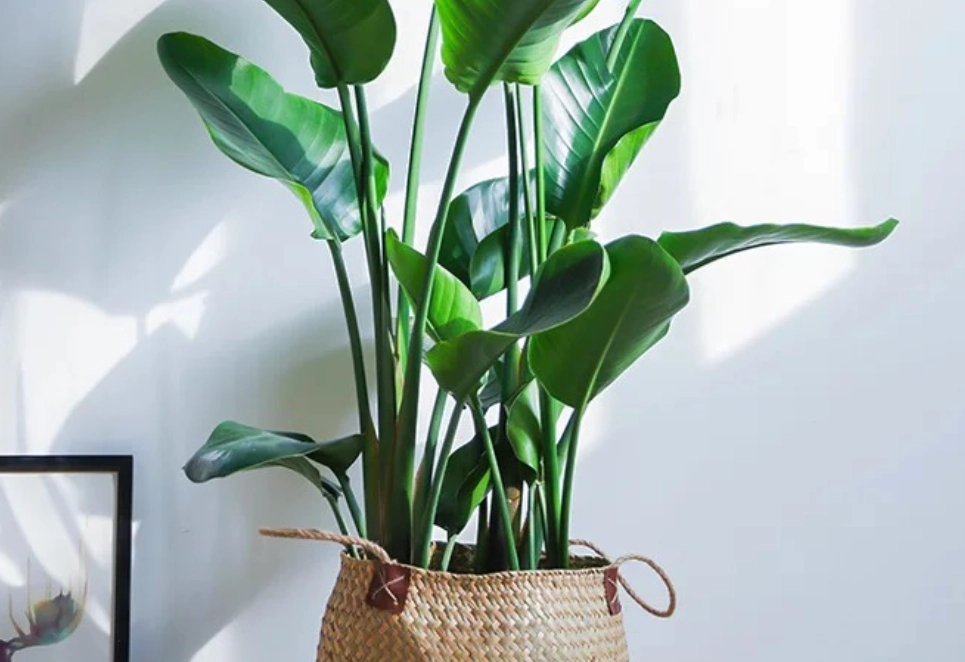 天堂鳥室內風水