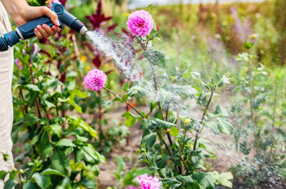 自來水澆花壞處 自來水澆花壞處