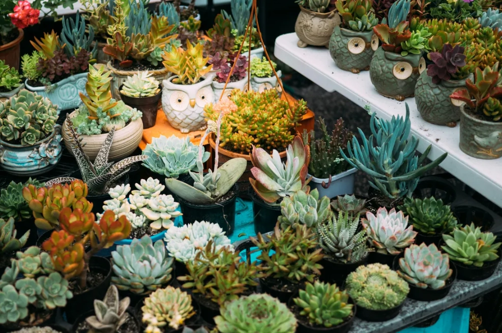 仙人掌萃取物抗老