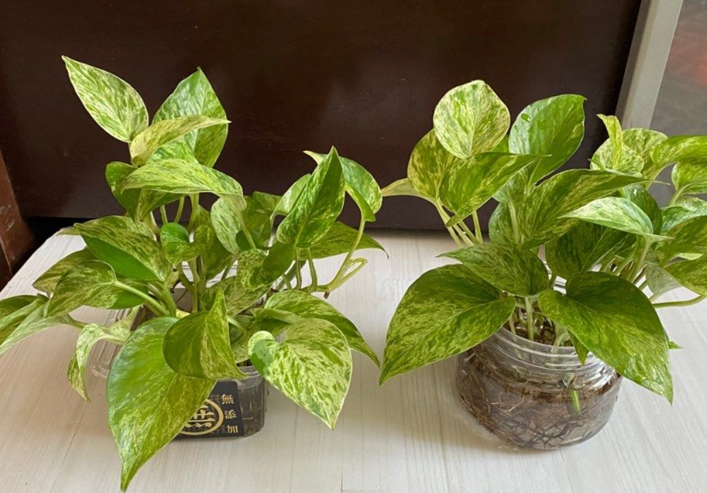 大理石皇后黃金葛照顧