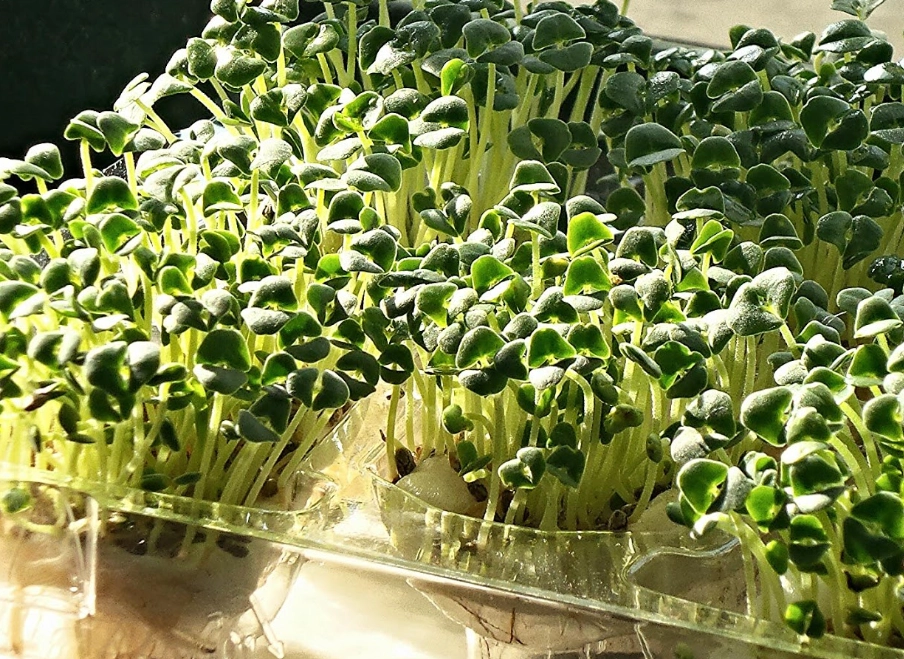 奇亞籽芽發芽方法