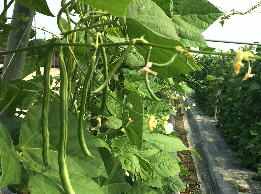 四季豆種植季節