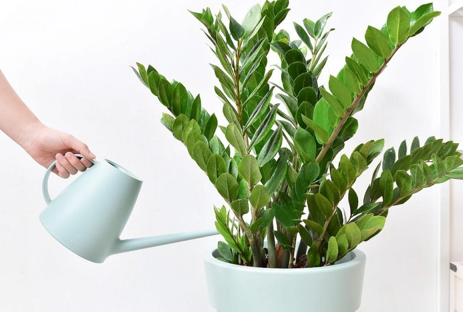 金錢樹澆水頻率