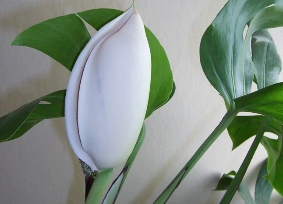 龜背芋 葉子發黃