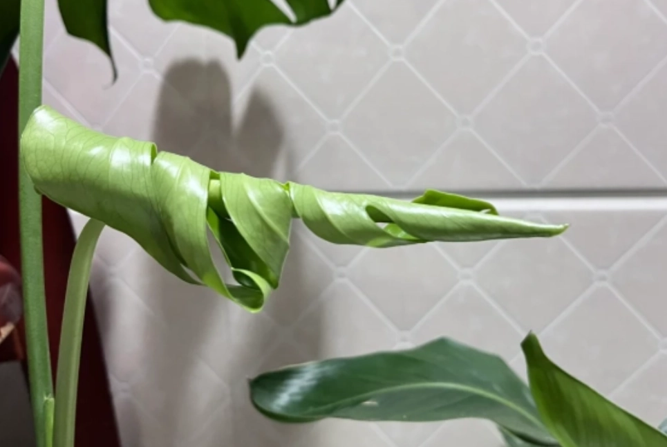 叶子卷起来原因