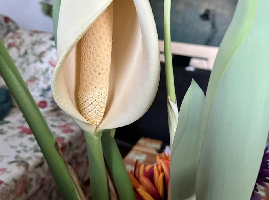 龜背芋 葉子發黃