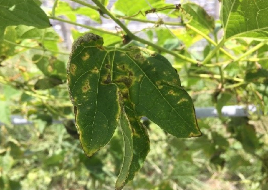 炭疽病 環境管理