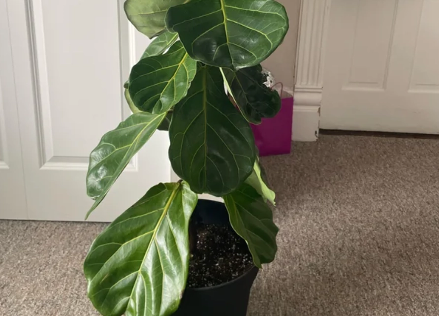 室內植物葉子下垂處理