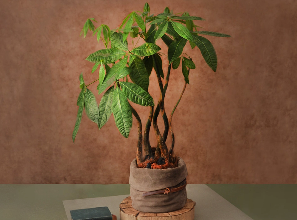 發財樹長太高怎麼辦