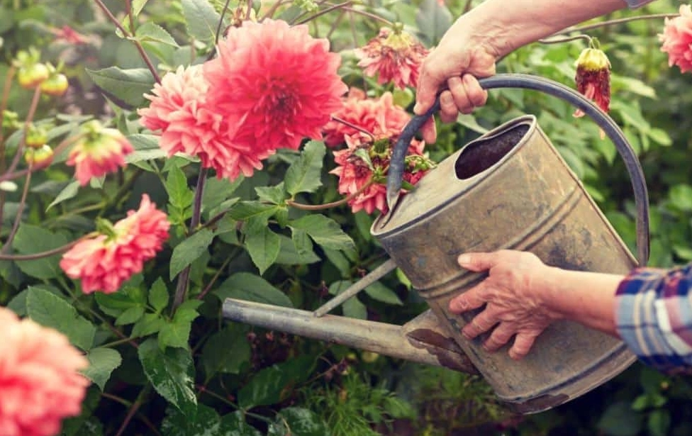 自來水澆花 自來水澆花