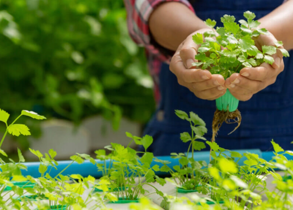 蔬菜種子怎麼種