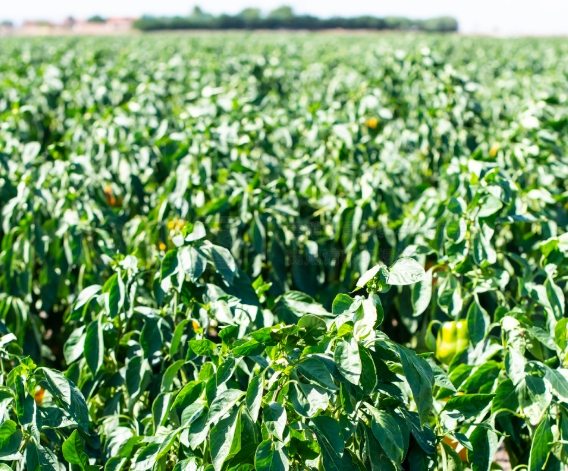 种植辣椒注意事项