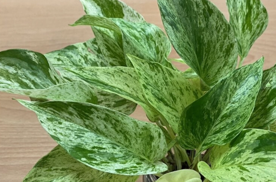 黃金葛汁液處理