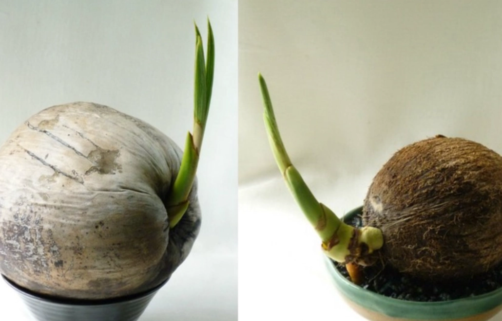 過大禮 椰子 發芽 過大禮 椰子 發芽