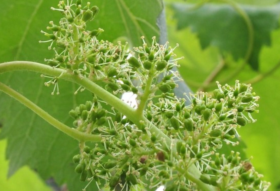 葡萄花芽分化