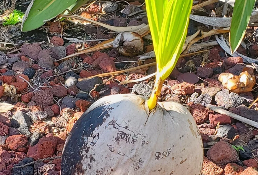 過大禮 植物 準備