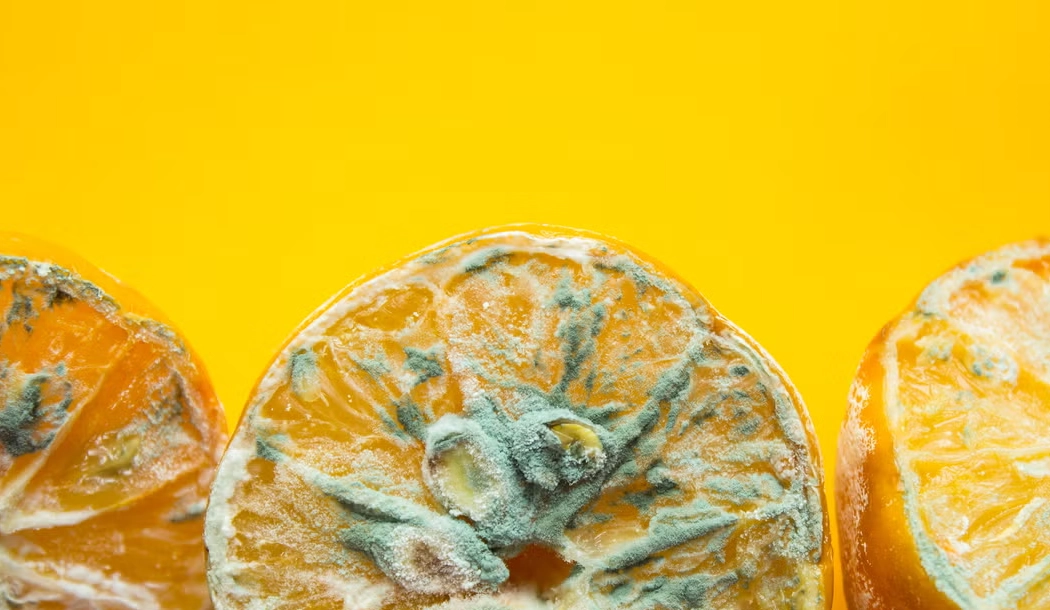 發霉食物能吃嗎