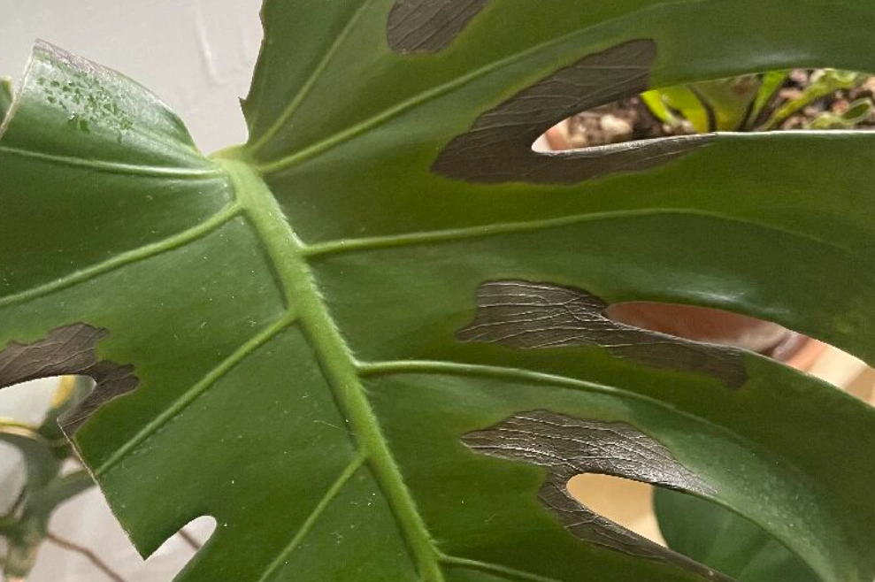 龜背芋葉子變黃