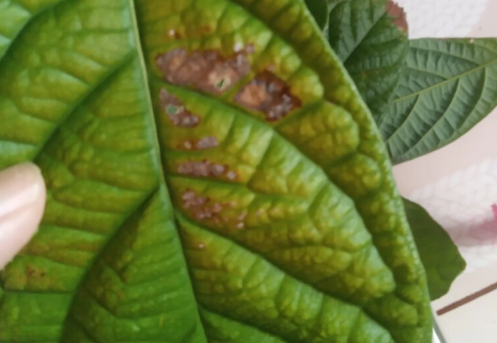 酪梨硼肥 酪梨硼肥