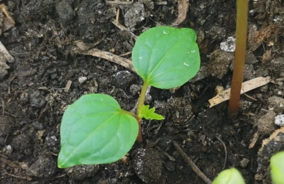 葡萄籽催芽方法