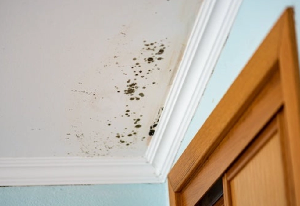 房間除黴 房間除黴